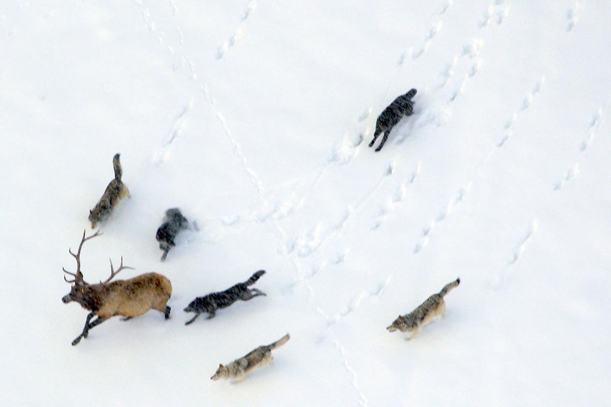 An aerial photo of the Druid Pack pursuing an Elk. Aerial monitoring is one of the many ways the Wolf Research Project studies and documents packs across the park.
