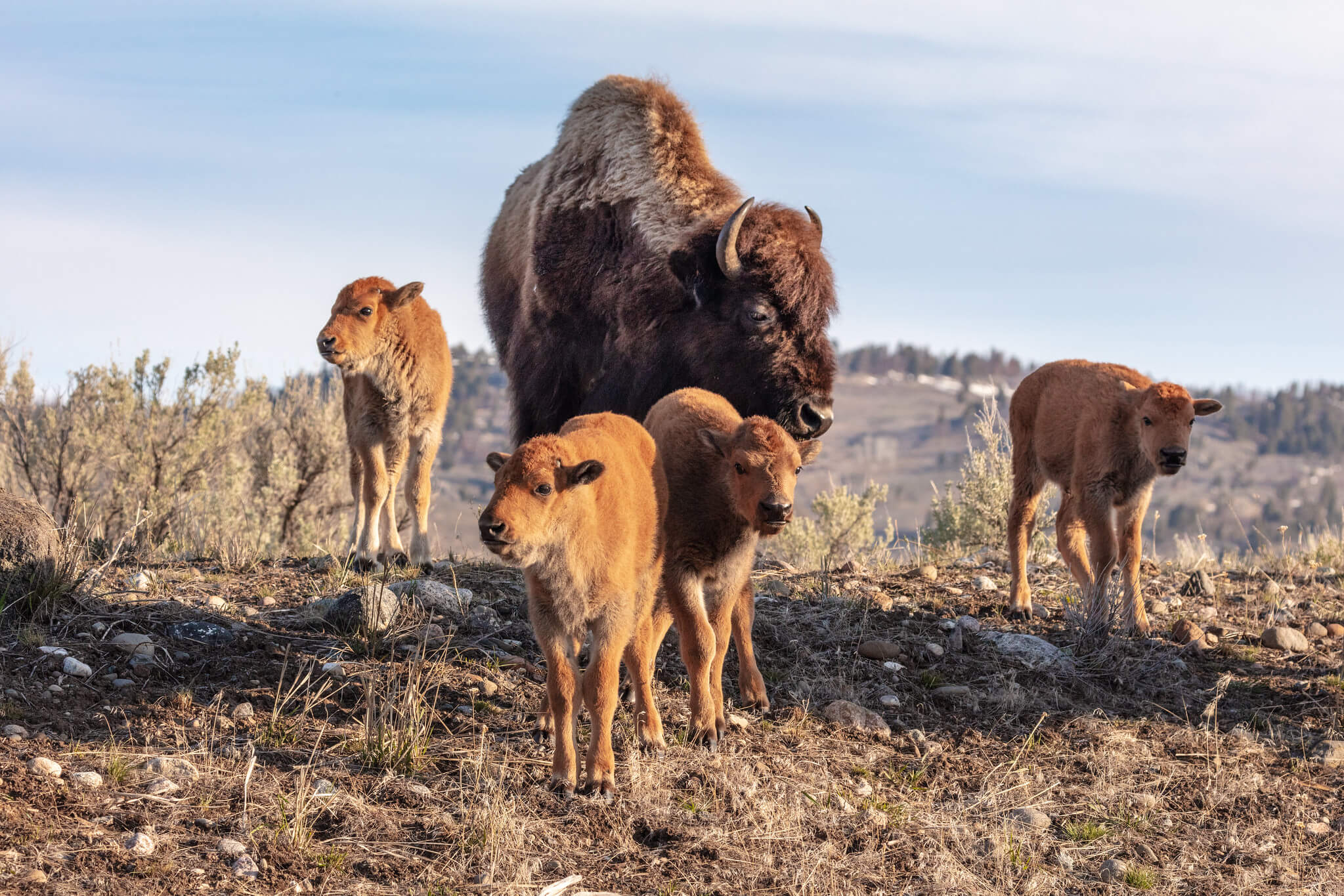 a-cow-bison-and-4-red-dogs-in-lamar-valley-nps-jacob-frank-yellowstone-large