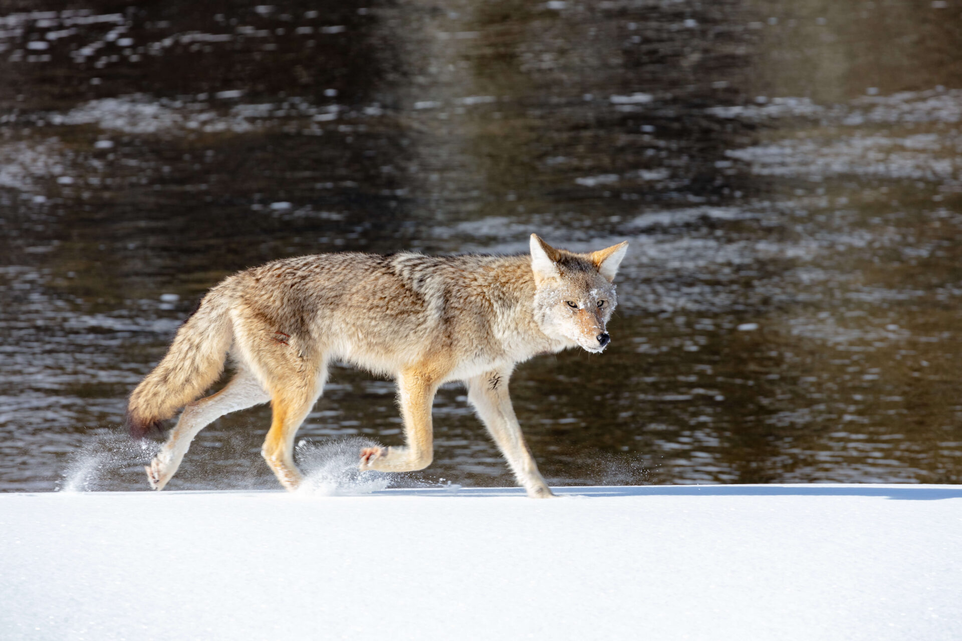 A-coyote-trots-along-the-Madison-River-in-search-for-food-yellowstone-NPS-Jacob-Frank