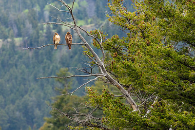a-pair-of-red-tailed-hawks-perched-in-a-tree-near-hellroaring-creek-nps-jacob-w-frank-yellowstone-small