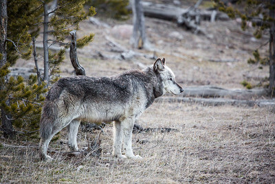 alpha-male-canyon-pack-nps-neal-herbert-yellowstone-small