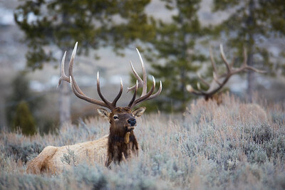 bull-elk-blacktail-deer-plateau-nps-neal-herbert-yellowstone-small