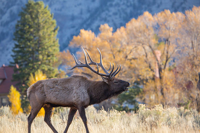 bull-elk-bugling-mammoth-hot-springs-nps-neal-herbert-yellowstone-small