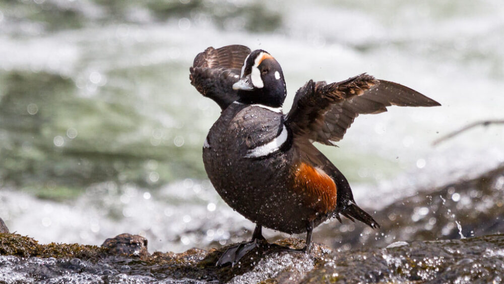 A harlequin duck rests on a rock on the Yellowstone River in Hayden Valley.