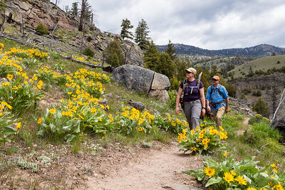 hikers-with-arrowleaf-balsamroot-nps-jacob-w-frank-yellowstone-small