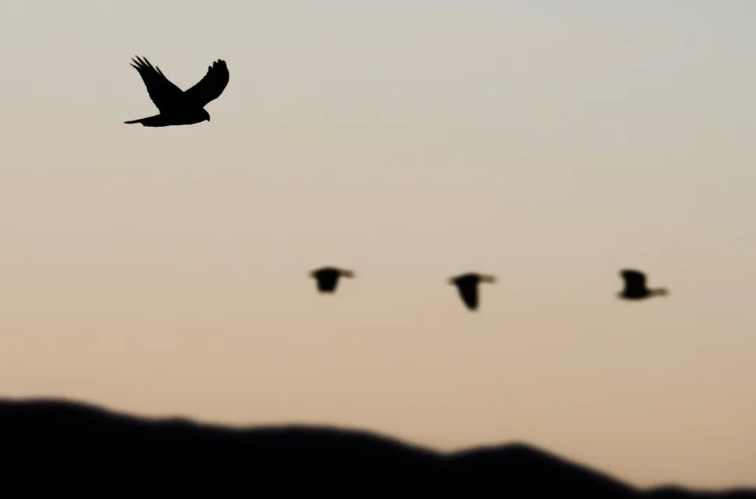 northern-harrier-circus-cyaneus-justin-theurer