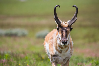 pronghorn-on-blacktail-deer-plateau-nps-neal-herbert-yellowstone-small