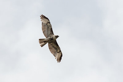 red-tailed-hawk-nps-jacob-w-frank-yellowstone-small