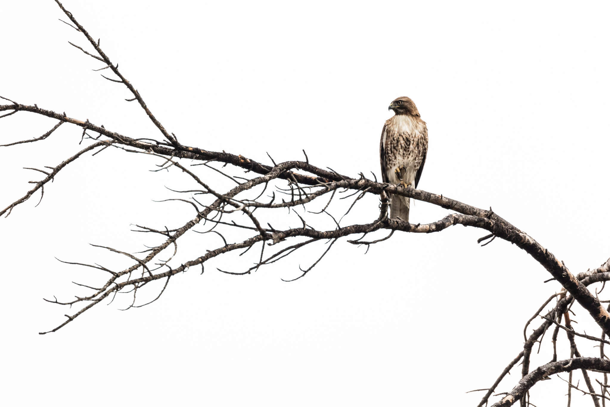 red-tailed-hawk-perched-above-the-Gardner-river-nps-jacob-w-frank-yellowstone-large