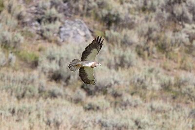 swainsons-hawk-hunting-in-hayden-valley-nps-jacob-w-frank-yellowstone-small