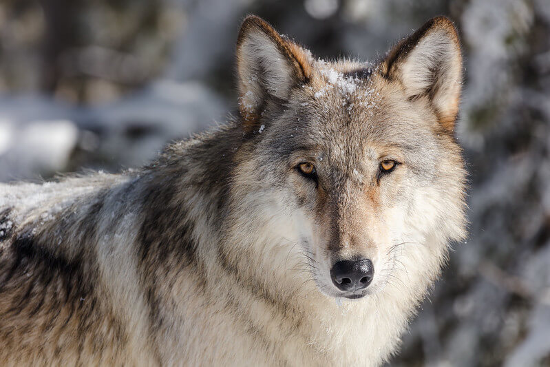 wolf-portrait-taken-from-a-vehicle-in-apullout-yellowstone-jacob-frank (1)